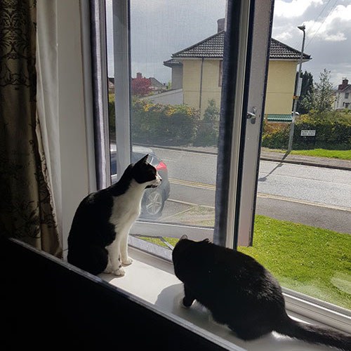 Window Mesh Para sa mga Pusa - Black, 1000mm x 1000mm / 39" x 39": image 5